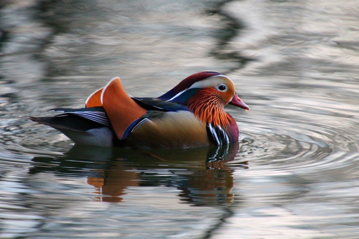 Mandarin Duck - Stanislas Sibille