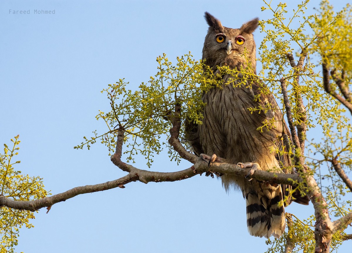 Dusky Eagle-Owl - ML131315751