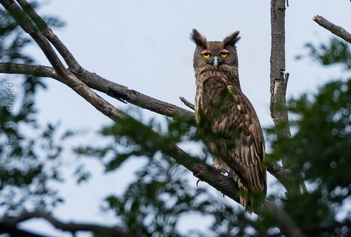 Dusky Eagle-Owl - ML131315761