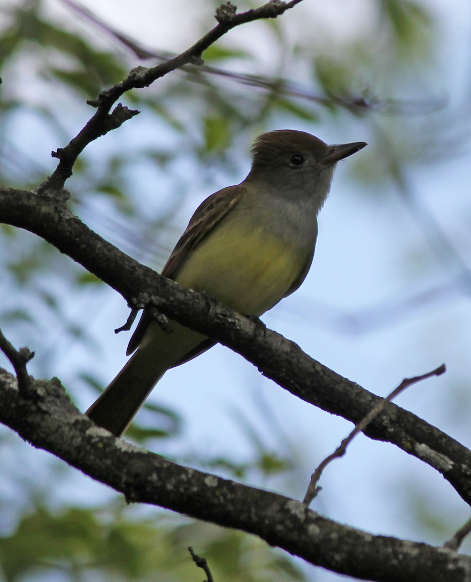 Great Crested Flycatcher - Andrew S. Aldrich