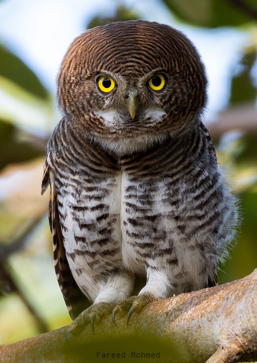 Jungle Owlet - Fareed Mohmed