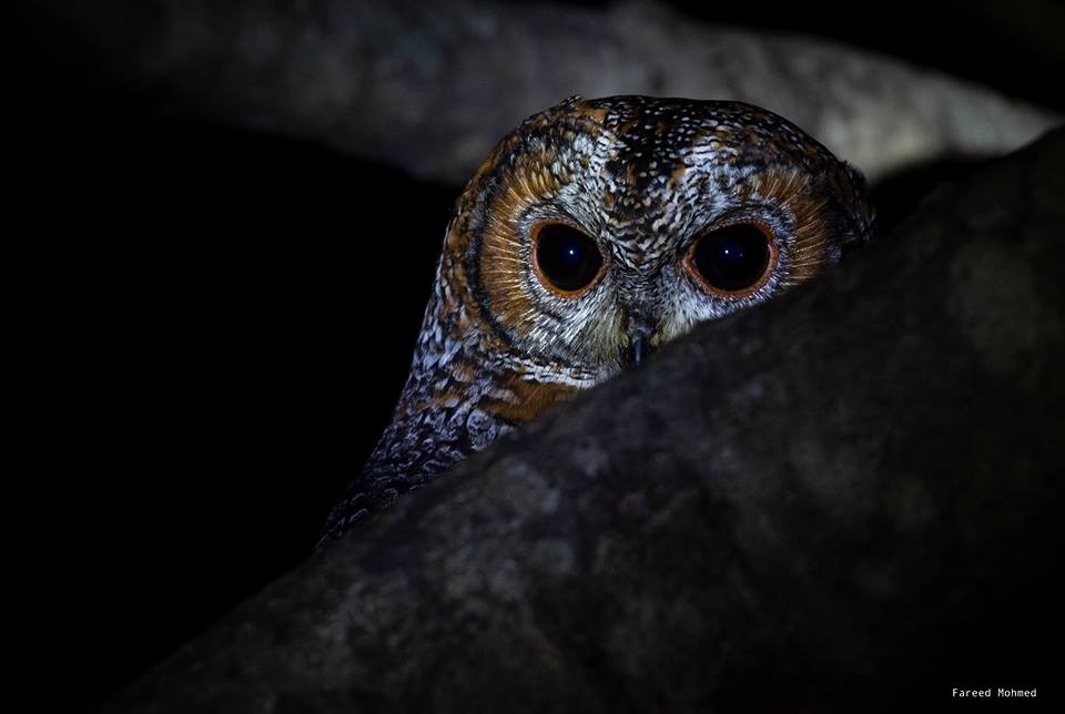 Mottled Wood-Owl - Fareed Mohmed