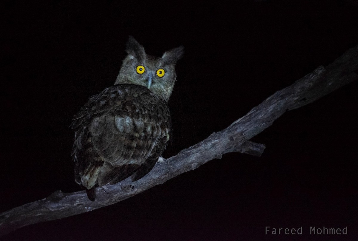 Dusky Eagle-Owl - ML131321281