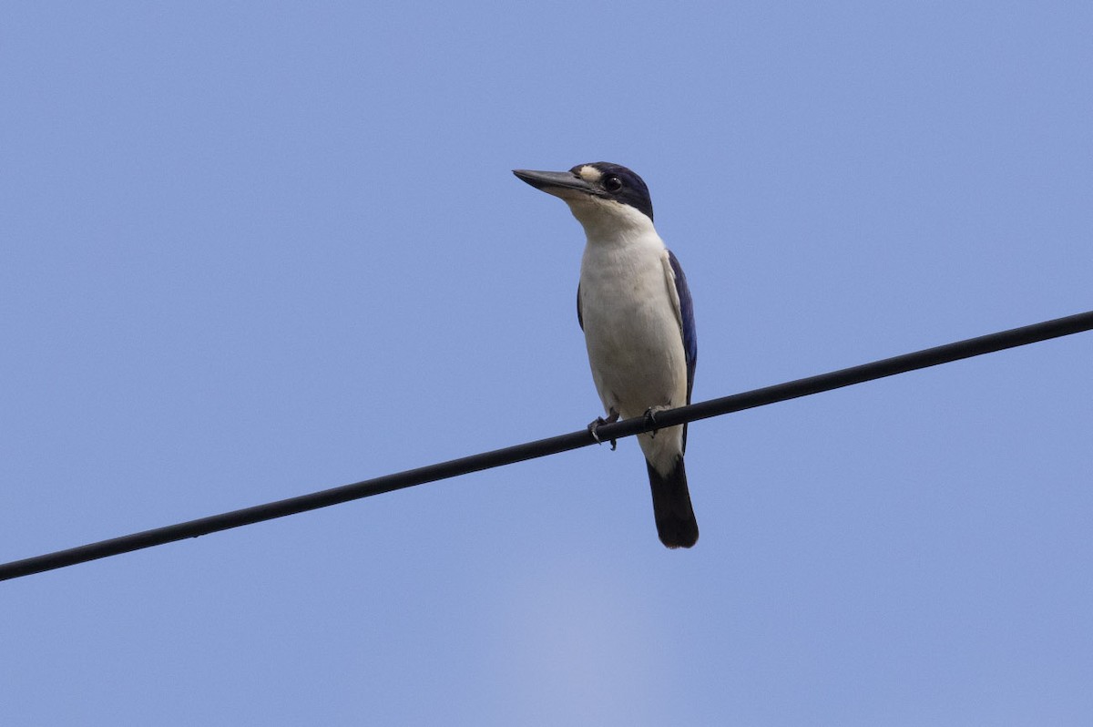 Forest Kingfisher - ML131321301