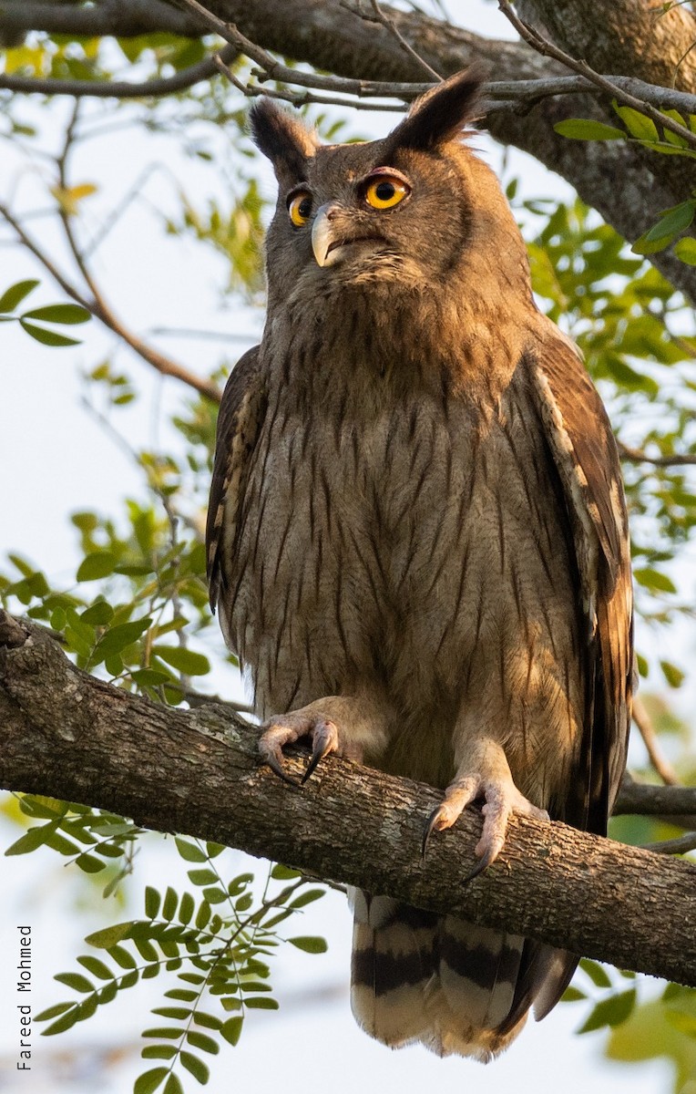 Dusky Eagle-Owl - ML131321681