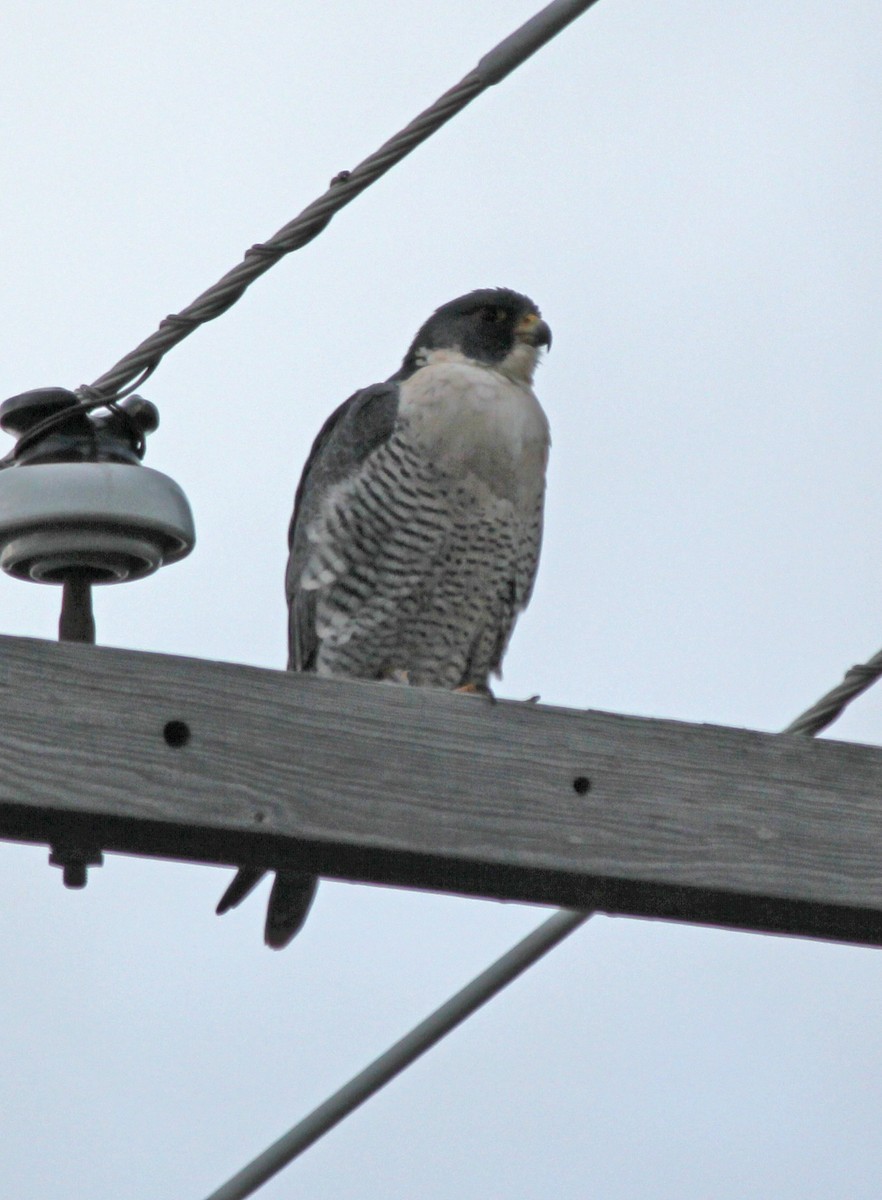 Peregrine Falcon (Tundra) - ML131323351