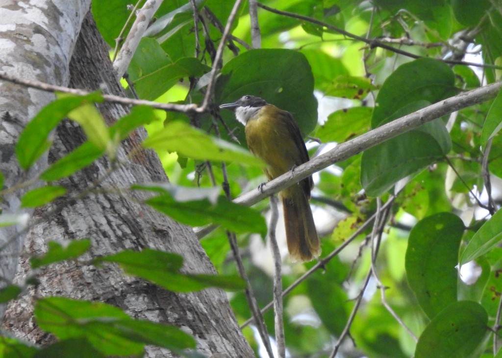 Red-tailed Greenbul - ML131323901