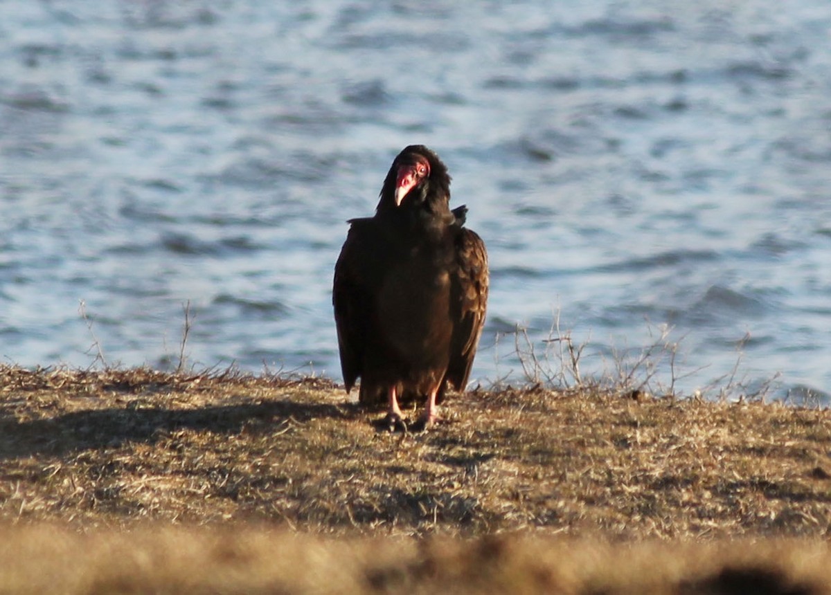 Turkey Vulture - Andrew S. Aldrich