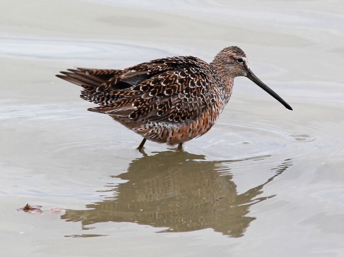 Long-billed Dowitcher - ML131328411
