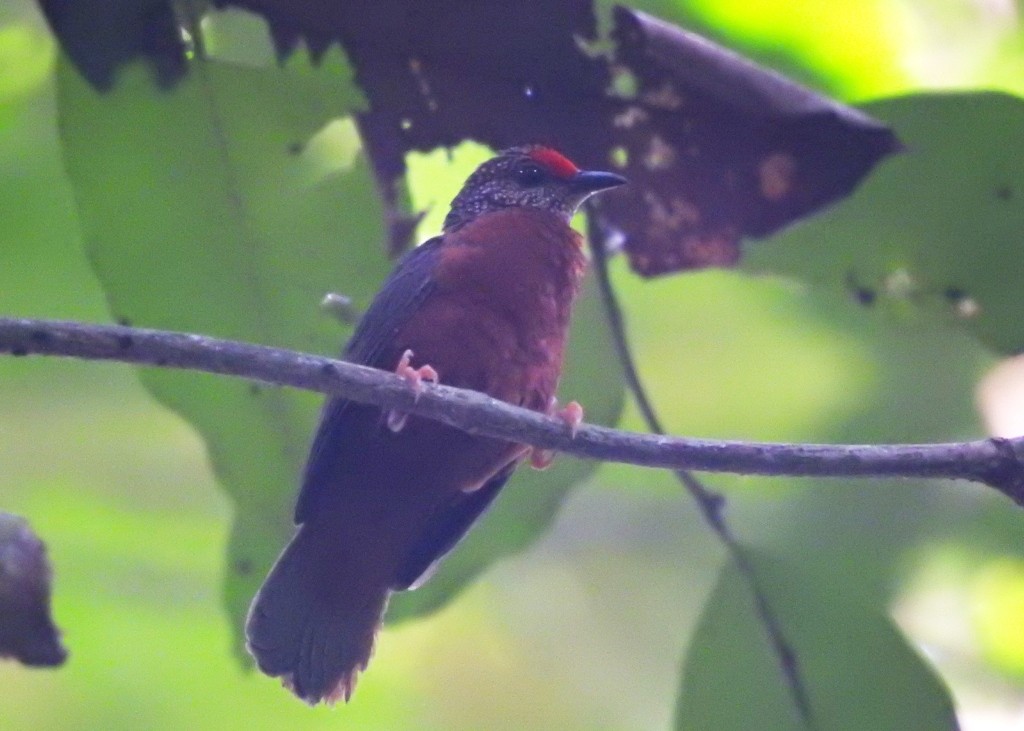 Red-fronted Antpecker - ML131328501
