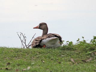 Greater White-fronted Goose, ML131330381