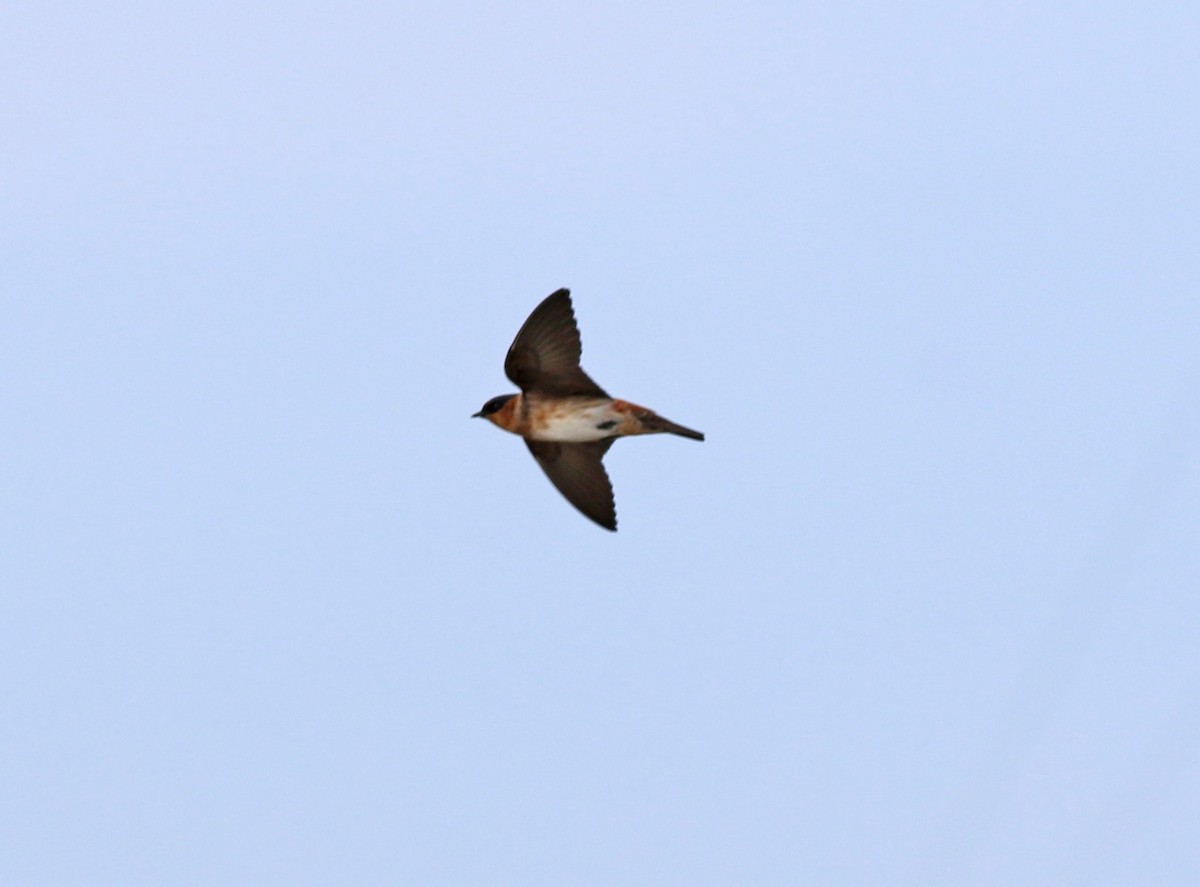 Cave Swallow (Caribbean) - ML131339591