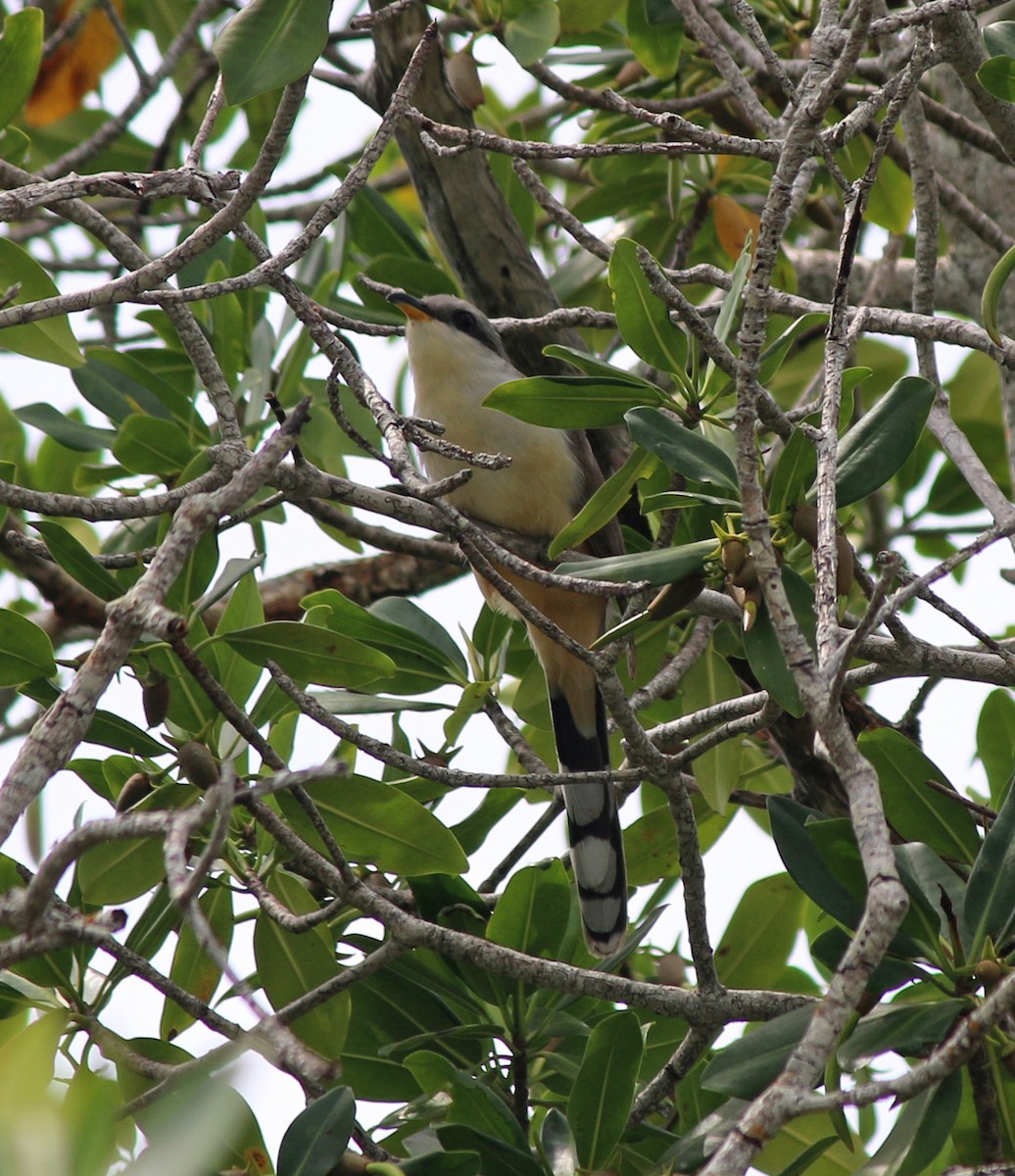 Mangrove Cuckoo - Andrew S. Aldrich