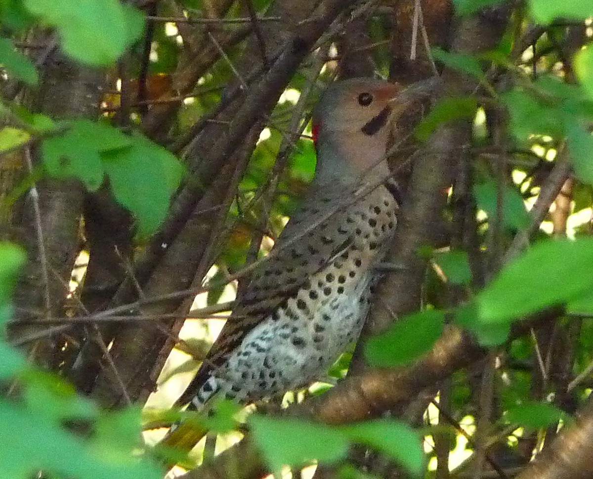 Northern Flicker (Yellow-shafted) - ML131341071