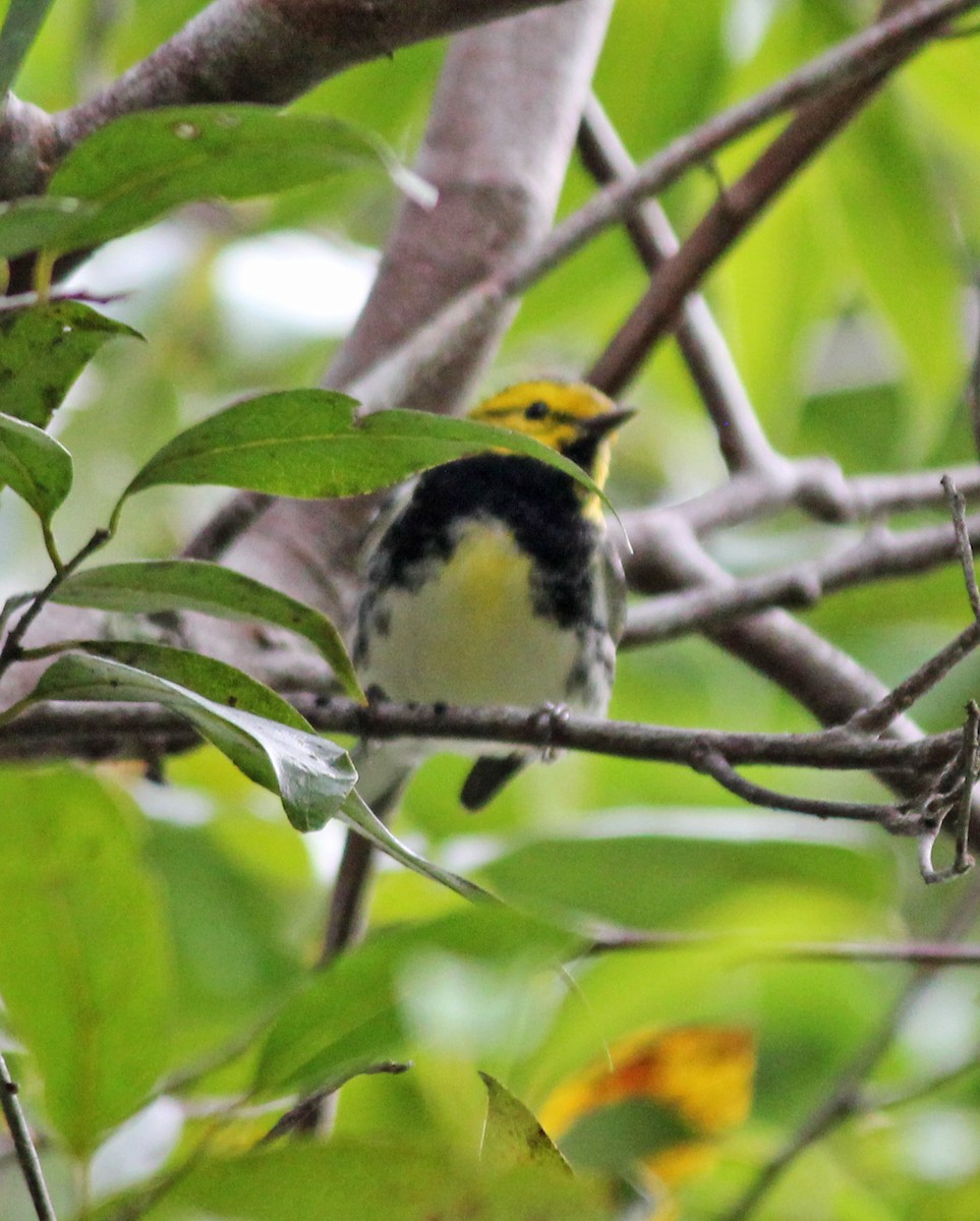 Black-throated Green Warbler - Andrew S. Aldrich