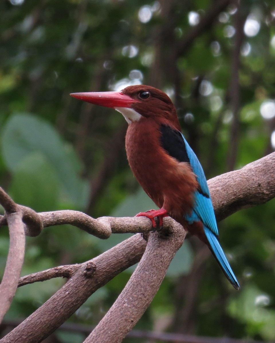 Brown-breasted Kingfisher - ML131345051