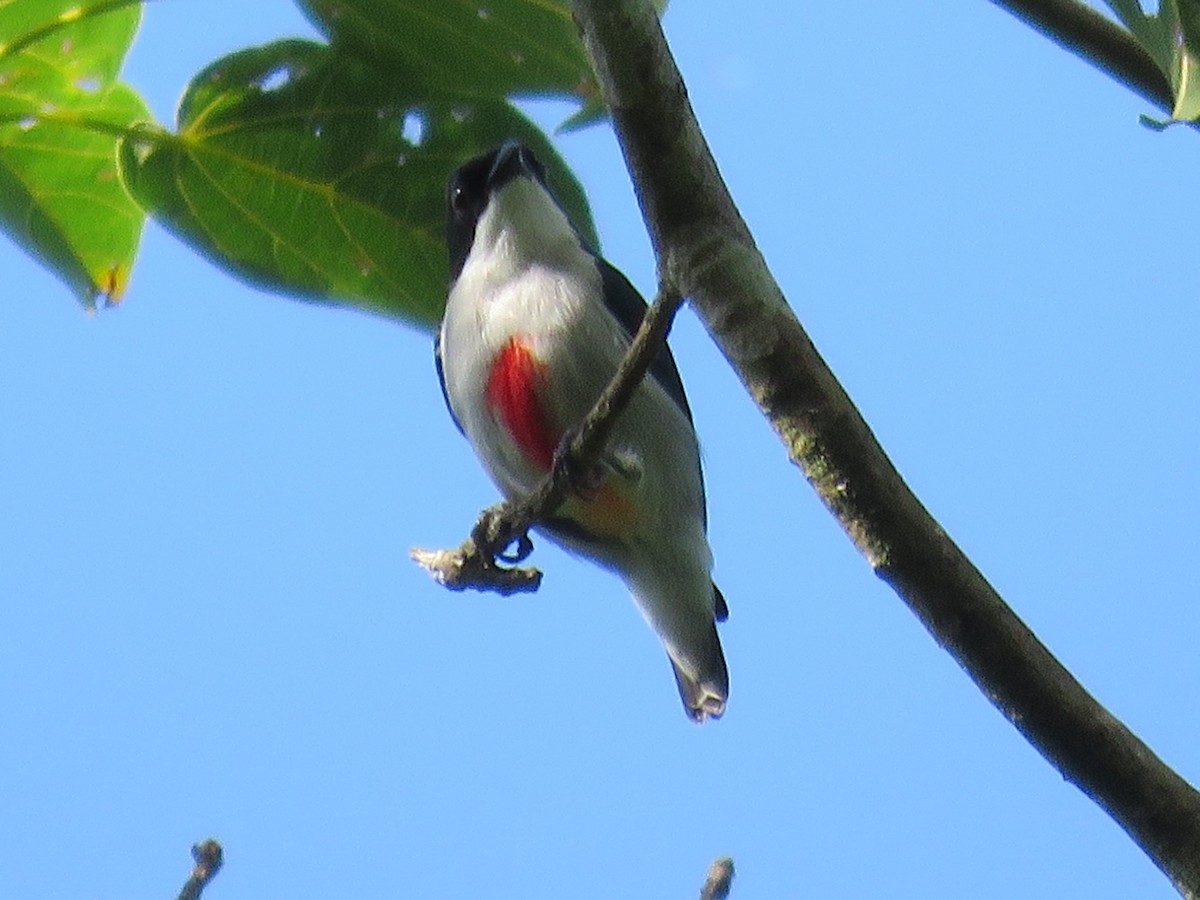 Red-keeled Flowerpecker - Felix Neponcio Servita