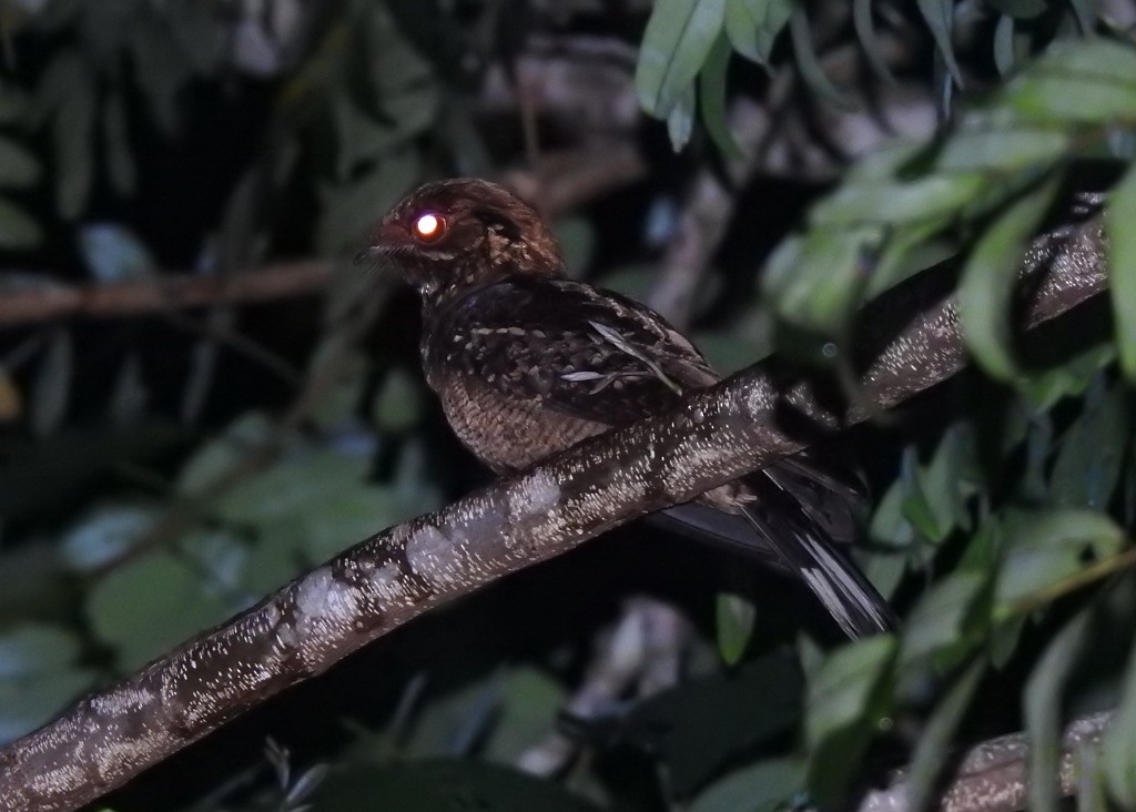 Fiery-necked Nightjar (Black-shouldered) - ML131351111