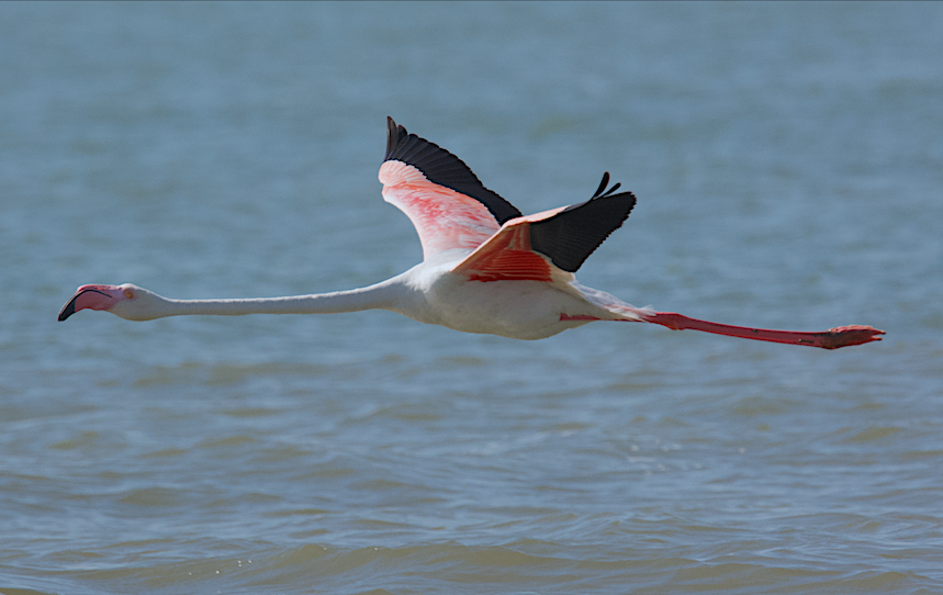 Greater Flamingo - Ashis Kumar  Pradhan