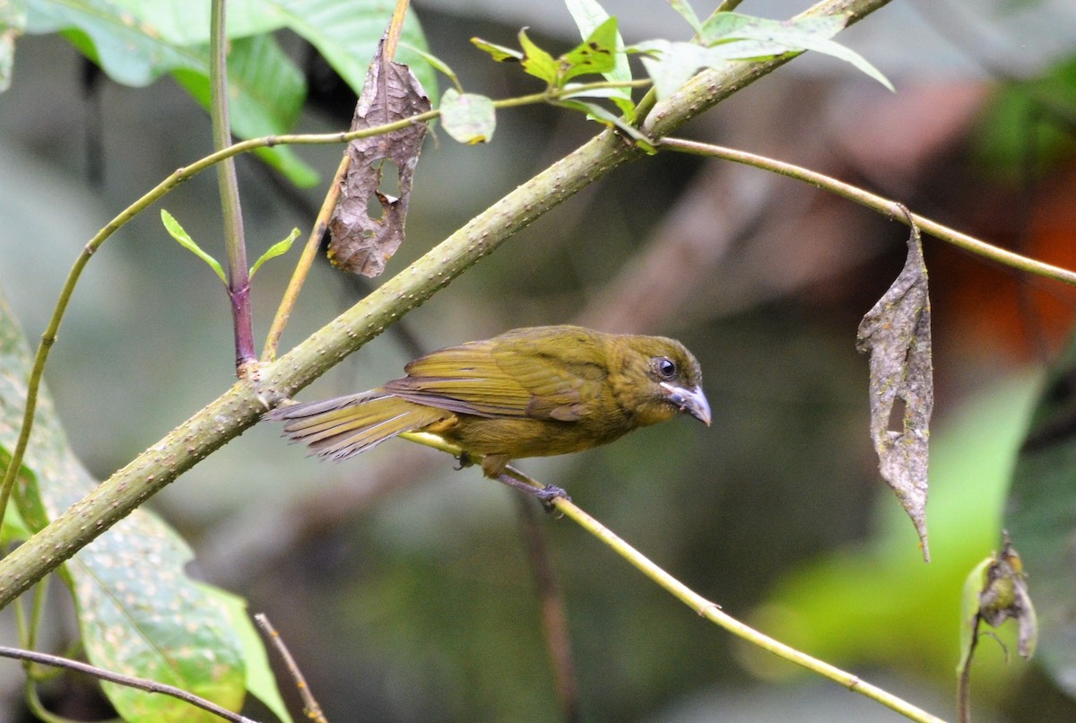 Ochre-breasted Tanager - javier lopez