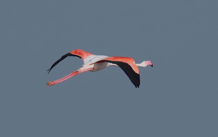 Greater Flamingo - Ashis Kumar  Pradhan
