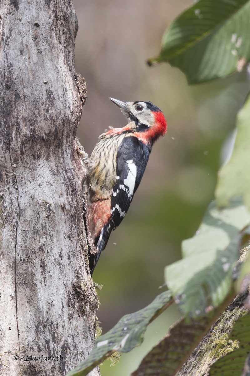 Crimson-breasted Woodpecker - Prabhakar Manjunath