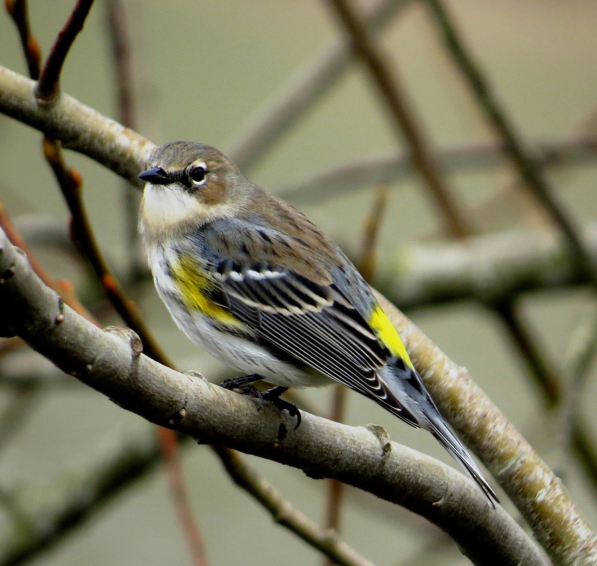 Yellow-rumped Warbler - Nels Nelson