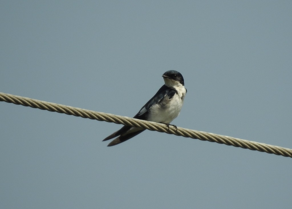 Pied-winged Swallow - Mark Smiles