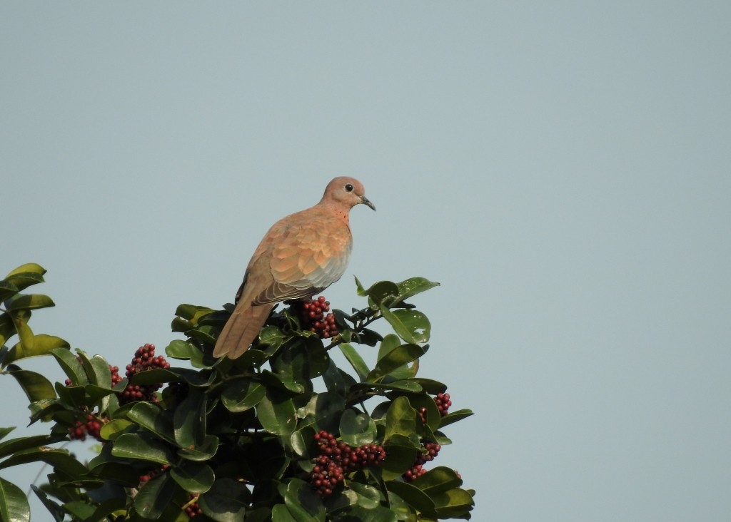 Laughing Dove - ML131362761