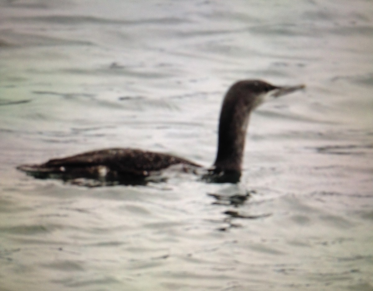 Red-necked Grebe - ML131363541