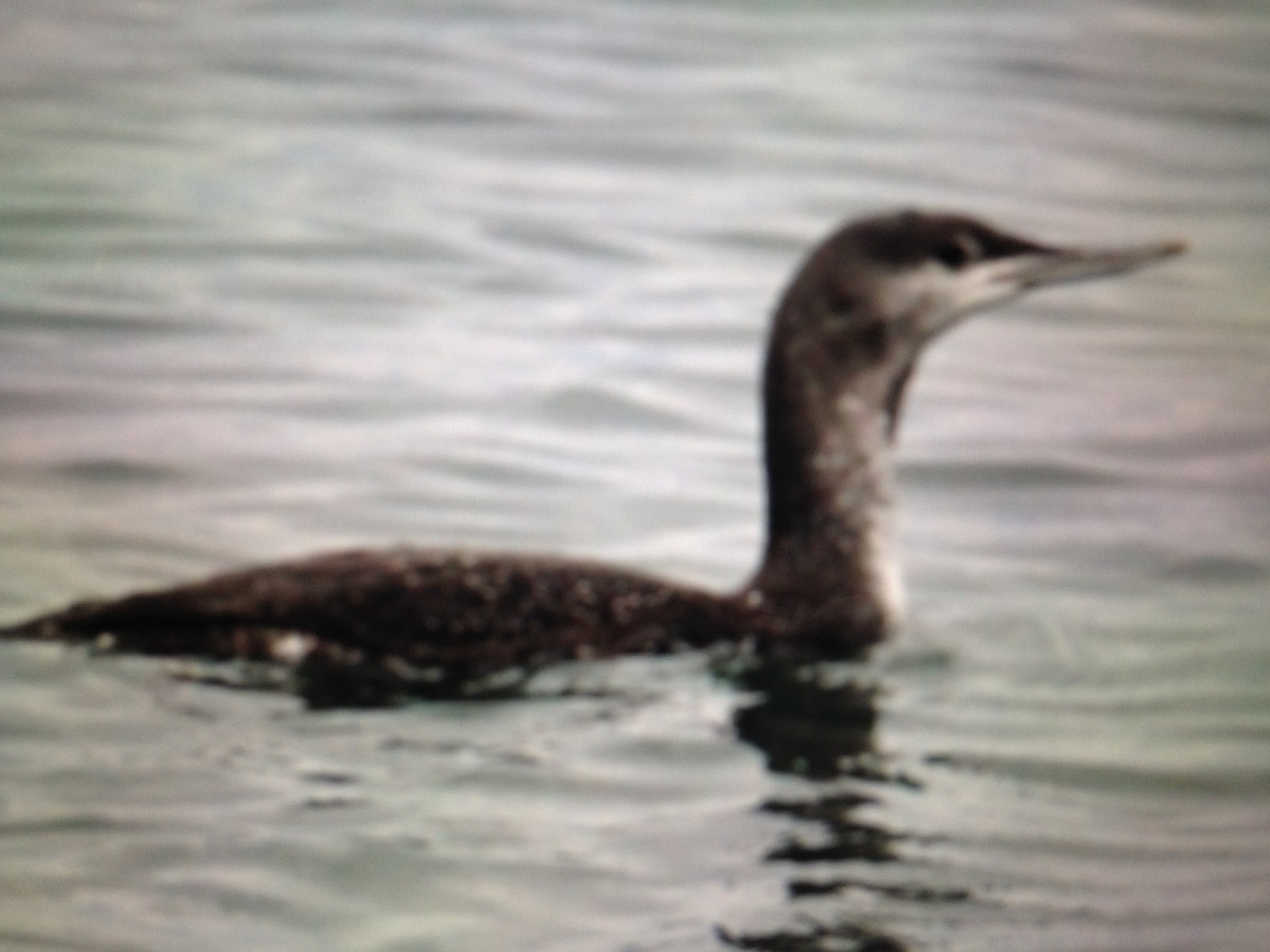 Red-necked Grebe - ML131363581