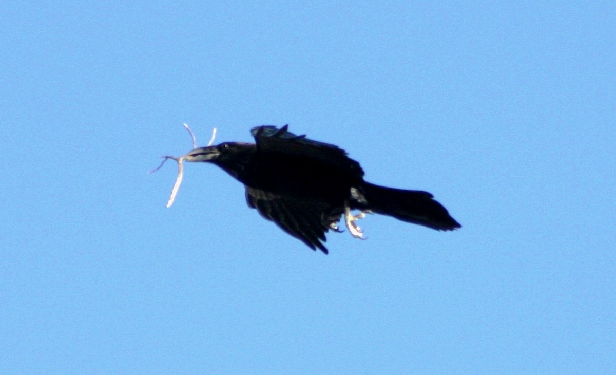 Common Raven - ML131371601