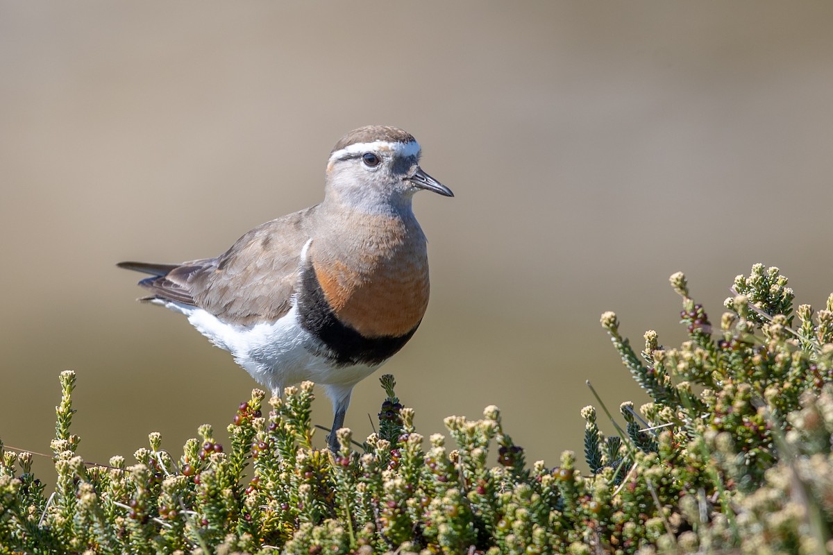 Rufous-chested Dotterel - ML131376851