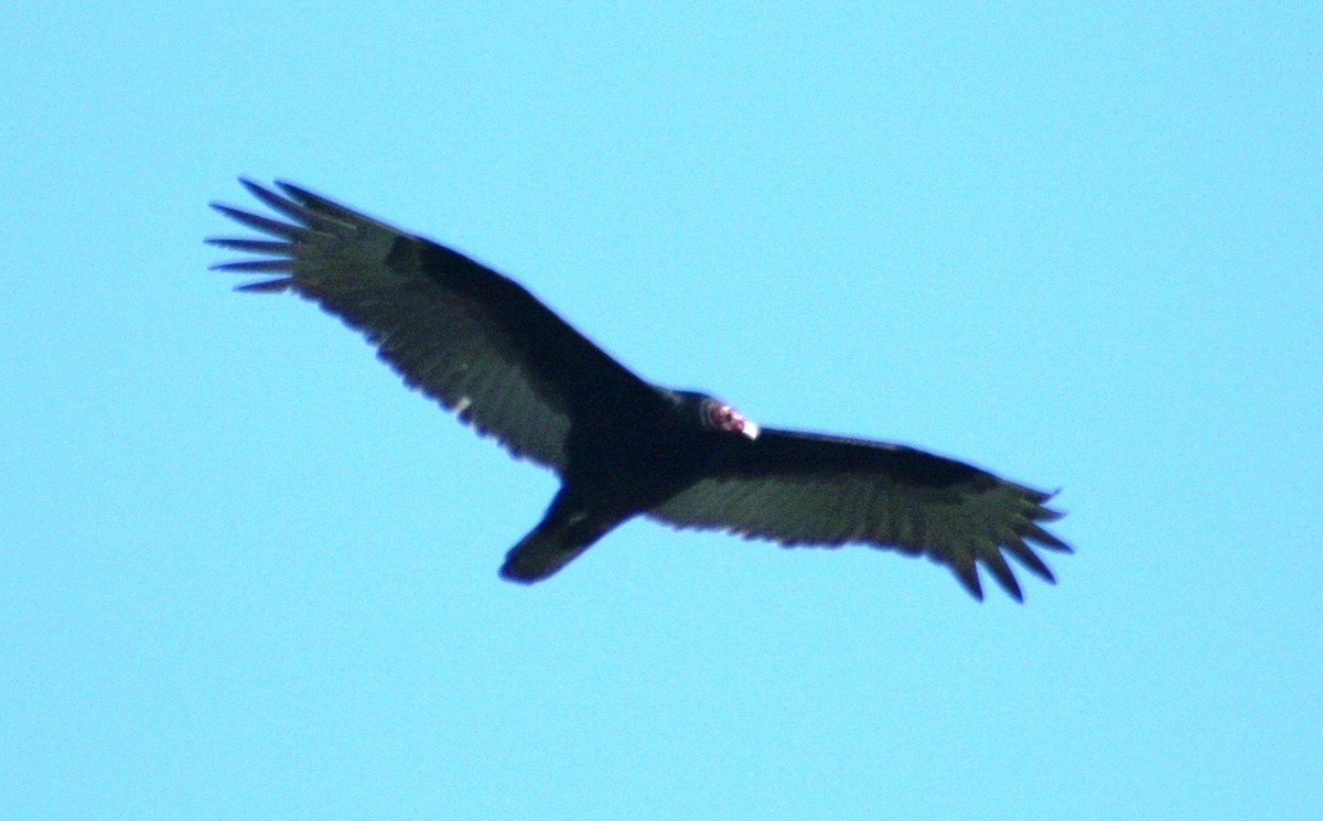 Turkey Vulture - Nels Nelson