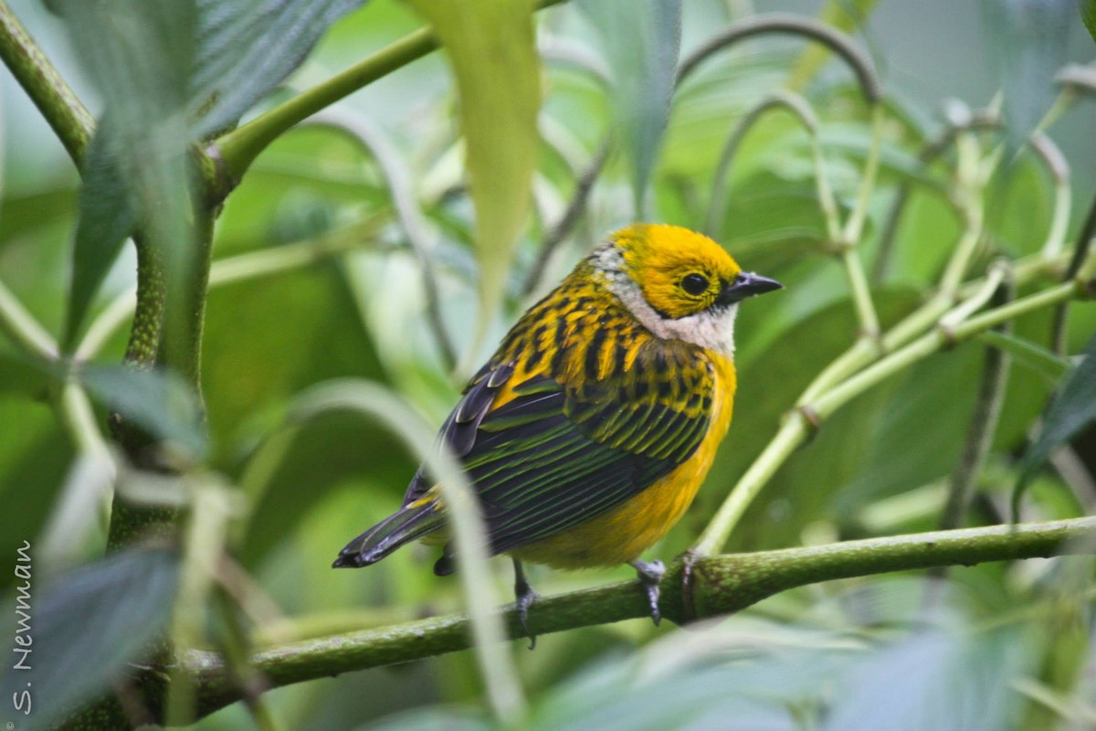 Silver-throated Tanager - Scott Haber