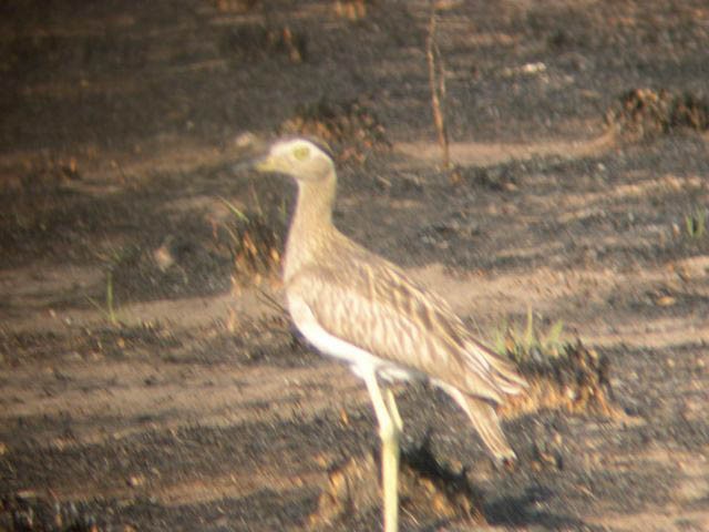Double-striped Thick-knee - Scott Haber