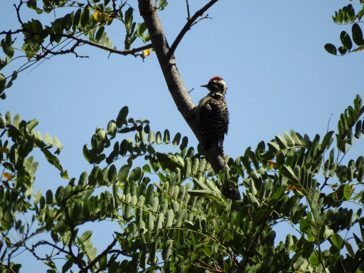 Striped Woodpecker - ML131385821