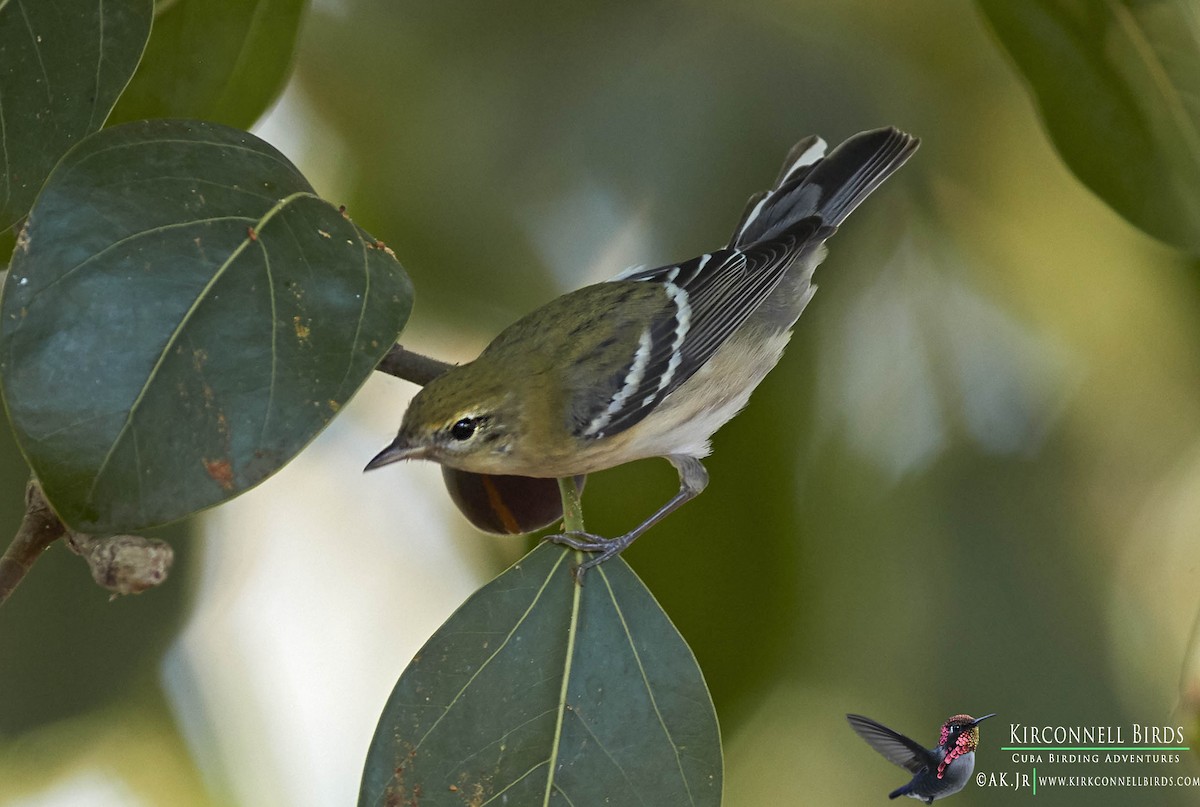 Bay-breasted Warbler - ML131388091