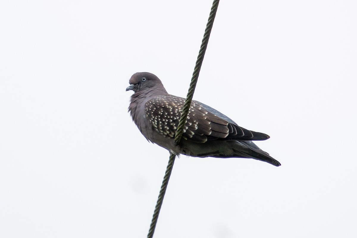 Spot-winged Pigeon - ML131388451