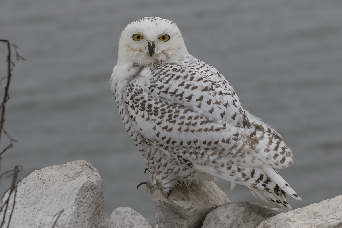 Snowy Owl - Caleb Putnam