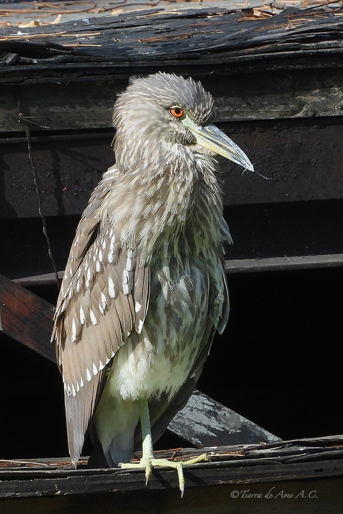 Black-crowned Night Heron (American) - manuel grosselet