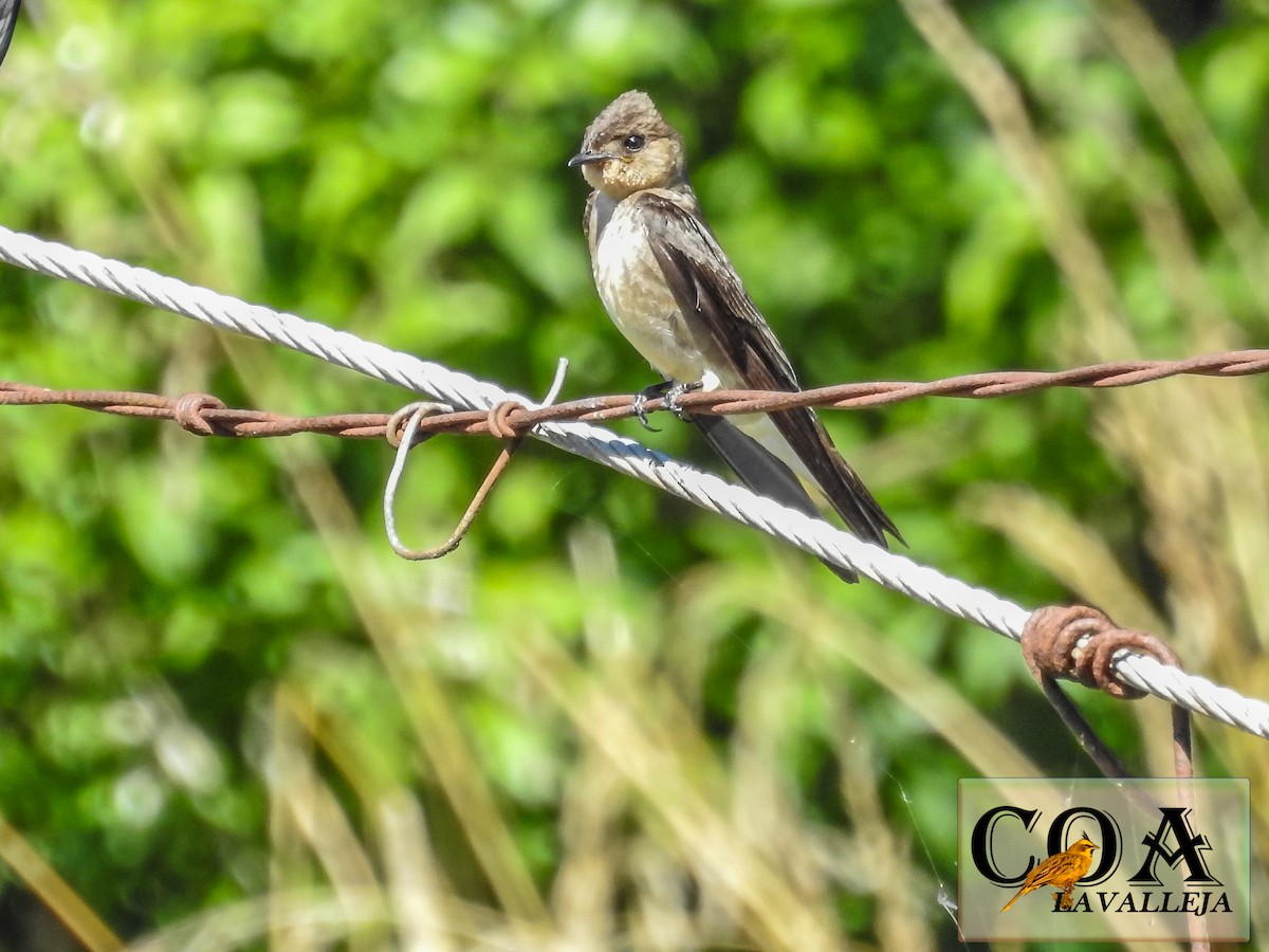 Southern Rough-winged Swallow - Amed Hernández