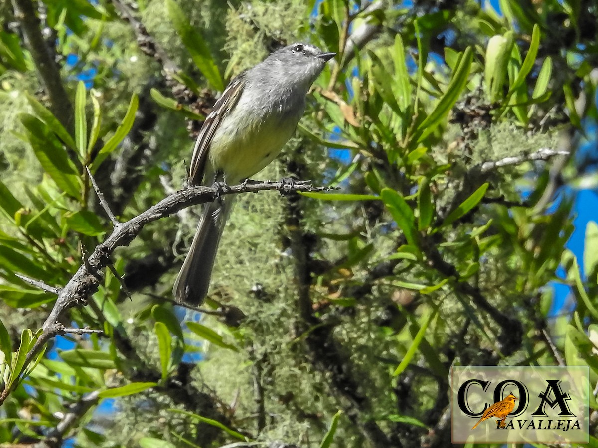 White-crested Tyrannulet (Sulphur-bellied) - Amed Hernández