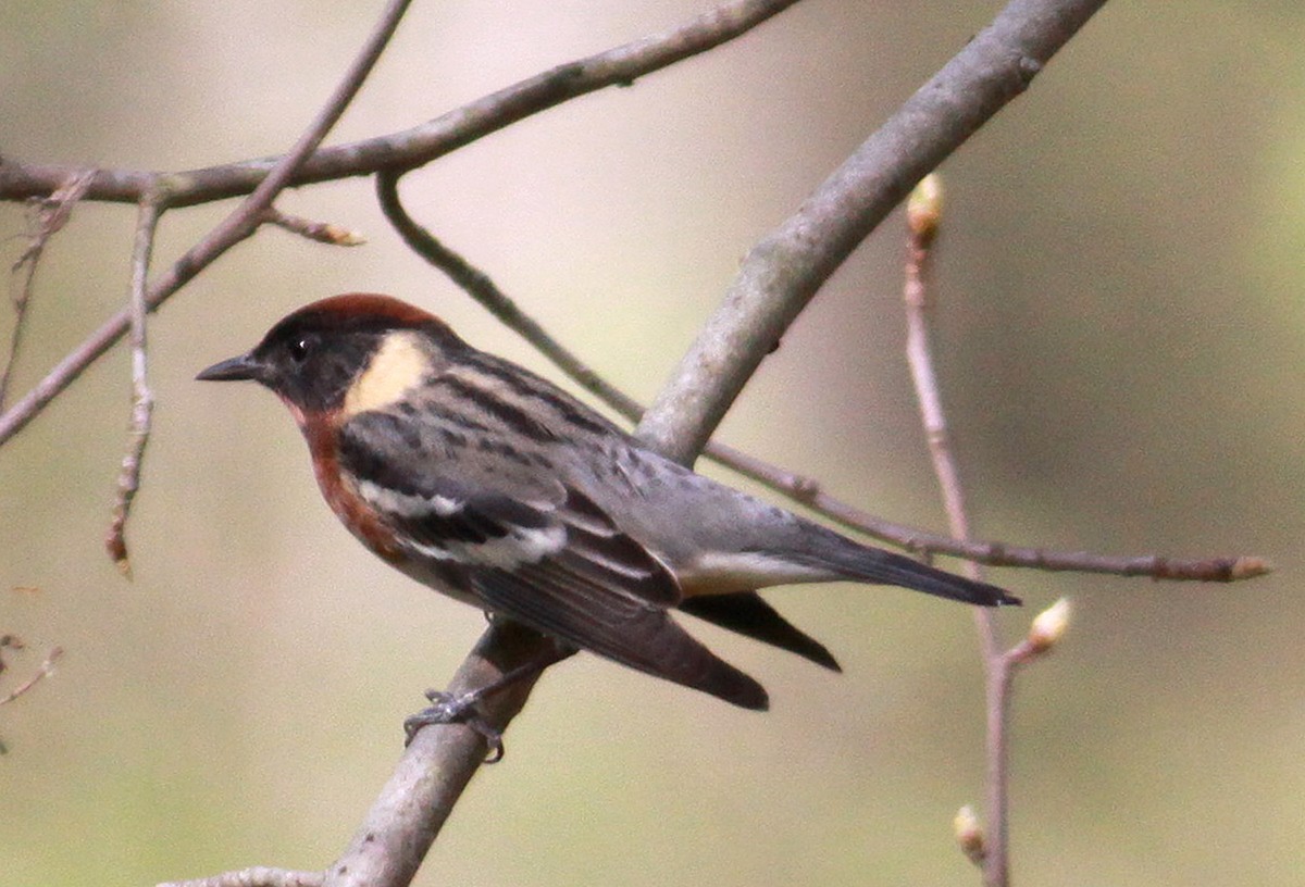 Bay-breasted Warbler - ML131397021