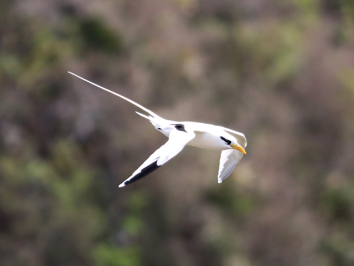 eBird Checklist - 14 Jun 2015 - Little Tobago Island - 19 species