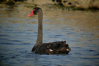 Black Swan, ML131398361