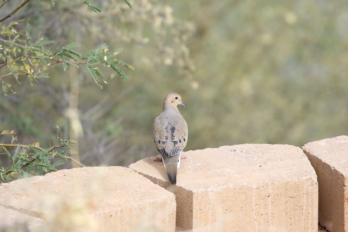 Mourning Dove - Shawn Miller