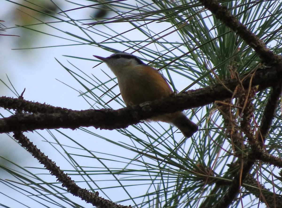 Red-breasted Nuthatch - ML131403411