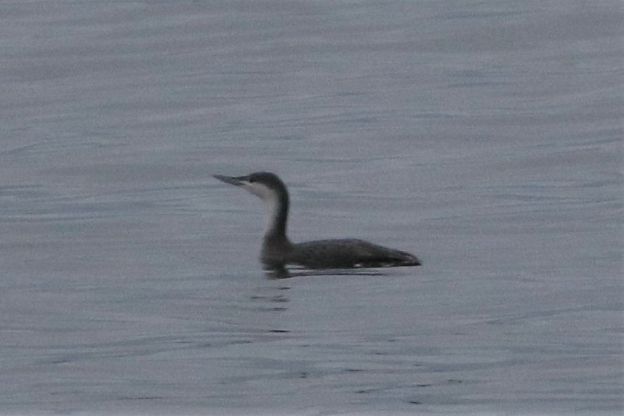 Red-throated Loon - ML131406051