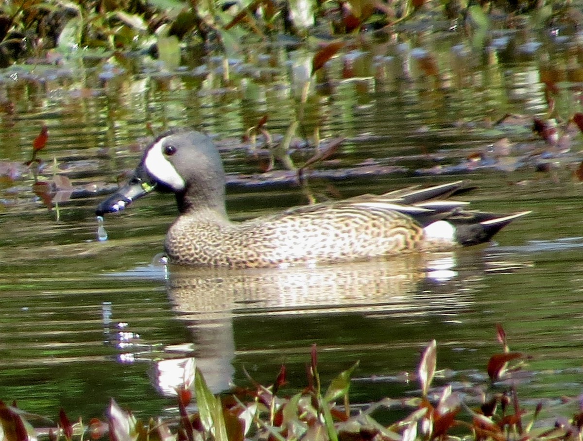 Blue-winged Teal - ML131406141